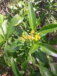 Image result for Psiadia punctulata