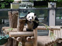 Jun 24, 2021 · 妊娠の兆候が見られていた東京・上野動物園のジャイアントパンダ、シンシンが23日、双子の赤ちゃんを出産した。同動物園でパンダの双子の. 5 13 ã‚¸ãƒ£ã‚¤ã‚¢ãƒ³ãƒˆãƒ'ãƒ³ãƒ€ã®å±•ç¤ºå ´æ‰€ã‚'å¤‰æ›´ã—ã¾ã™ æ±äº¬ã‚ºãƒ¼ãƒãƒƒãƒˆ