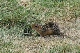 They have tunnels throughout my yard and i don't want the ground to sink. How To Get Rid Of Ground Squirrels Effective Wildlife Solutions