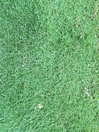 Harga karpet rumput untuk rumah, karpet rumput interior, karpet rumput ruang tamu, taman rumput sintetis jenis jenis karpet yang sering di gunakan nirwana deco sumber : Rumput Karpet Harga Terus Dari Tempahan Rumput Karpet Facebook