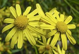 Image result for Senecio madagascariensis