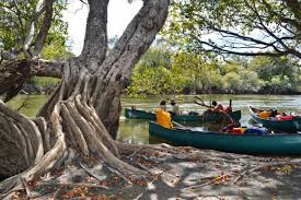 Image result for Cuviera semseii