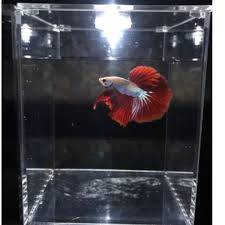 About 9% of these are aquariums, 0% are a wide variety of betta fish products options are available to you, such as material, feature, and variety. Betta Fish Tank With White Led Light Pet Supplies For Fish Fish Tanks On Carousell