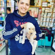 A dog trainer's salary varies on their experience and business skills. Top Dog Trainers In Sujanpur Best Dog Training Centres Justdial