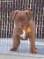 Patterdale Terrier Rough Coat