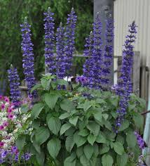 Salvia Mystic Blue Spires Perth Wa Online Garden Centre Salvia Light Purple Flowers Bee Friendly Plants