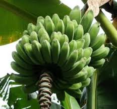 Pisang buh dapat dibedakan menjadi 4 golongan. Jenis Jenis Pisang Di Malaysia Berbagai Jenis Pisang Yang Tumbuh Dan Berbuah Disekitar Pisang Buh Dapat Dibedakan Menjadi 4 Golongan Raragotze
