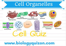 Animal cells have centrioles while plant. Quiz On Cell Organelles Cell Biology Quiz