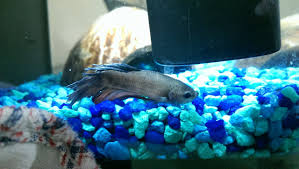 Betta Laying At Bottom Of Tank Not Eating Pale Barely Breathing My Aquarium Club