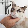We don't see as many mammary tumors these days because so many people have their cats spayed now. Https Encrypted Tbn0 Gstatic Com Images Q Tbn And9gcrdmboyxglij8apugrrxpazvezunt9bqjmdo53yf Obxfzsi2v Usqp Cau