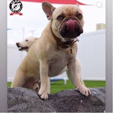 Последние твиты от rocky mountain french bulldog rescue (@saveafrenchie). Adopt A French Bulldog Near Los Angeles Ca Get Your Pet