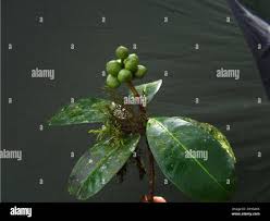 Image result for Vepris sansibarensis