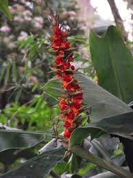 Wild Ginger Weedbusters