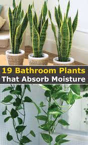 19 Best Bathroom Plants That Absorb Moisture In 2020 Best Bathroom Plants Bathroom Plants Plants