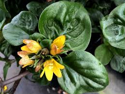 Image result for Lysimachia djalonis