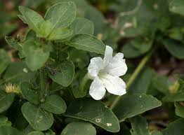 Image result for Ruellia patula