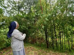 Image result for Oreobambos