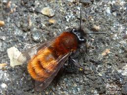 Pin On Bee Facts