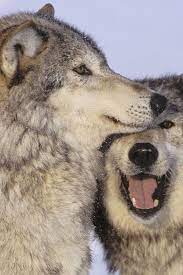 Living With The Wolves Animal Photo Animals Wolf