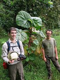 The World S Biggest Begonia Rbge Scientists Currently Undertaking Fieldwork In Sao Tome Close To The Equator Off The West Coa Begonia Plants Genome Project