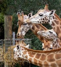 Image result for orana wildlife park