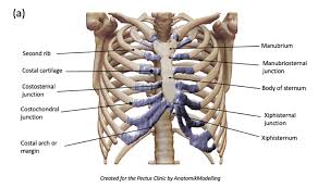 As part of the bony thorax, the ribs protect the internal thoracic organs. Complex Chest Wall Injury Rib Injury Clinic