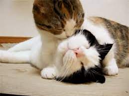 Animal Kiss Gifs Get The Best Gif On Giphy animal kiss gifs get the best gif on