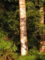 Image result for Khaya anthotheca