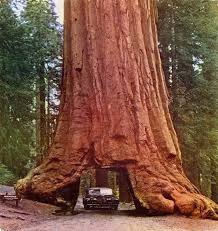 Experts postulate that a combination of heat, air pollution and water salts are the cause. The Coast Redwood Or Giant Redwood Is The Only Living Species In The Genus Sequoia The Average Lifespan Of A Coast Redwo Redwood Tree Tree Tunnel Unique Trees