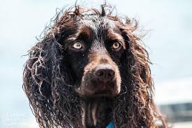 Boykin spaniel puppies for sale in myrtle beach sc. Boykin Spaniel Rescue Reviews And Ratings Boiling Springs Sc Donate Volunteer Review Greatnonprofits
