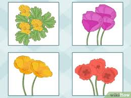 How to sow california poppy seeds outdoors. How To Plant Poppy Seeds 11 Steps With Pictures Wikihow