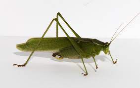 We did not find results for: Fork Tailed Bush Katydid Nature Inquiries