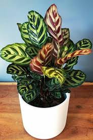 Calathea Makoyana Calathea Plant Plants Ornamental Plants
