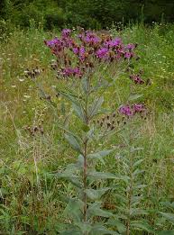 Image result for Vernonia hochstetteri