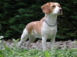 Black And Tan Beagle Pup Tan And White Lemon Beagle Cute Dogs Lemon Beagle Beagle