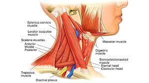 Discover ideas about muscle diagram. Building A Strong Neck T Nation