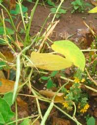 Image result for Alectra vogelii