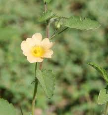 Image result for Sida serratifolia