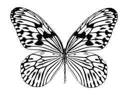 Realistic Butterfly Drawing Coloring Page Download Print Online Coloring Pages For Free Butterfly Coloring Page Butterfly Drawing Butterfly Printable
