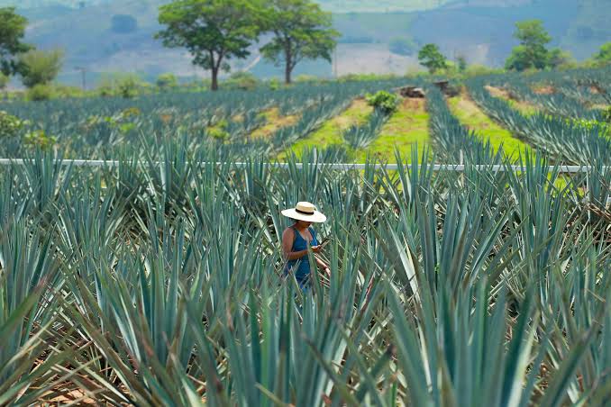 Habrá tequila del Bienestar? Gobierno reconoce “problema” en precio del  agave en México y alista plan para ayudar a productores - Infobae