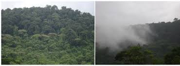 Image result for Pouteria adolfi-friederici