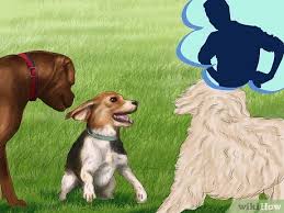 Check spelling or type a new query. 3 Ways To Make Your Dog Get Along With Other Dogs Wikihow
