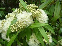 Before we moved here i only knew lemon myrtle (backhousia citriodora) from powdered leaves i bought at the supermarket, but here we have. Lemon Myrtle Bachousia Citriadora Growing On The Eastern Side Of The Great Divide Coastal Rainforest Northe Myrtle Tree Myrtle Flower Myrtle Essential Oil