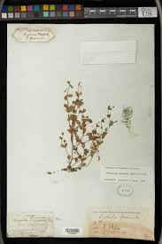 Image result for Euphorbia depauperata