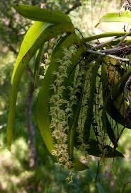 Image result for Diaphananthe