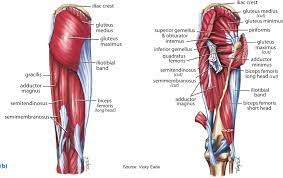 In human anatomy, the muscles of the hip joint are those muscles that cause movement in the hip.most modern anatomists define 17 of these muscles, although some additional muscles may sometimes be considered. Superficial Left And Deep Right Muscles Around The Hip Download Scientific Diagram