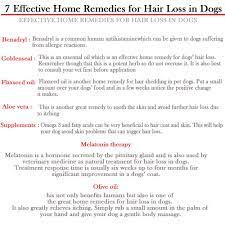 Shed terminator chews for dogs 1 Homemade Food Substitutes Hair Loss Dogs Can Be Caused By Allergies Hair Loss Dogs Whether The Dog Dog Hair Loss Hair Loss Remedies What Causes Hair Loss