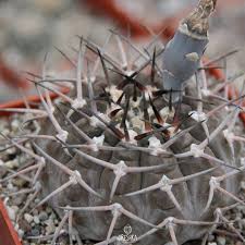 Image result for Gymnosporia oxycarpa