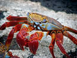 Have fun while you are learning the names of sea animals. Different Types Of Crab With Pictures Owlcation