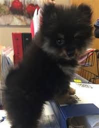 ✉️ dm for paid promotions. Pomeranian Puppy Care Petpom